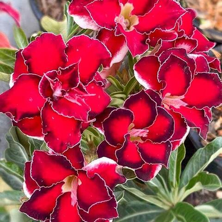 Адениум BARBIE