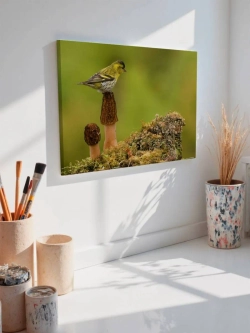 Картина на стену 40 X 50 Птица чиж