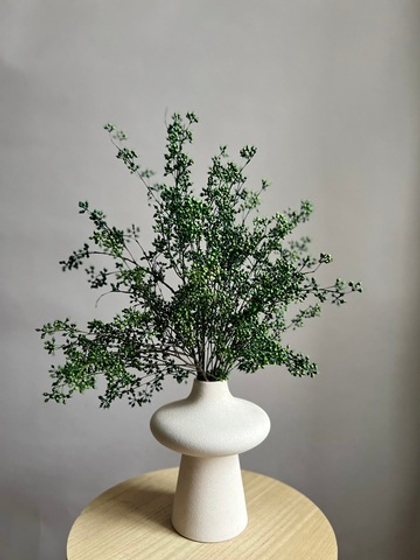 Плоды эвкалипта зеленые