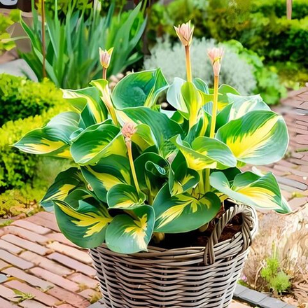 Хоста Бич Бой С2