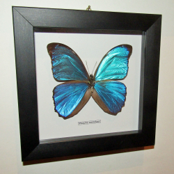 Бабочка Morpho menelaus в рамке