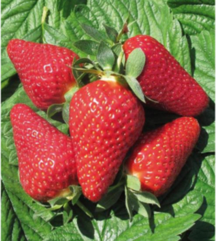 Клубника Лючия (Lycia)