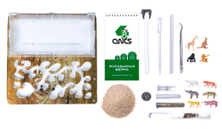 Antrum XL дерево + муравьи Camponotus parius