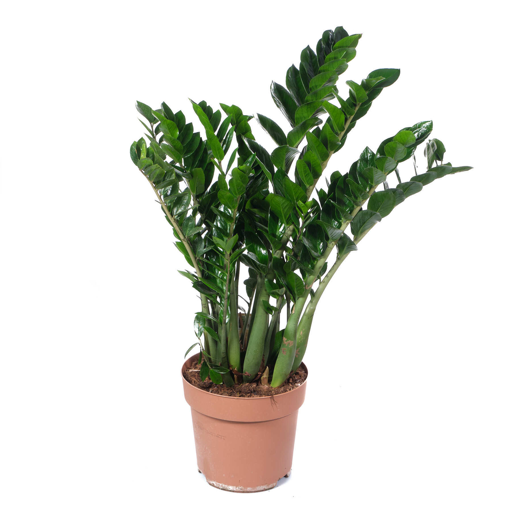 Замиокулькас