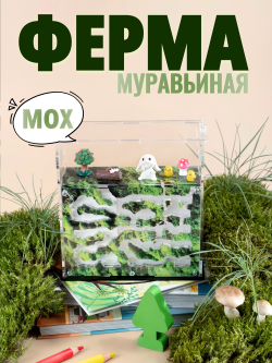 Муравьиная ферма "Мох" с муравьями в подарок