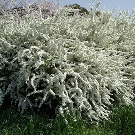 Спирея Тунберга f 34 60-80