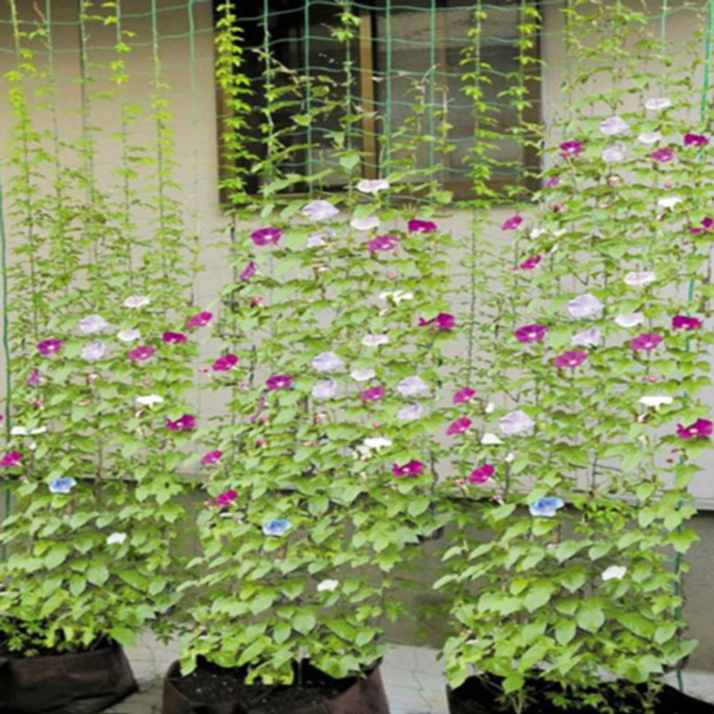 GGN-1 GREEN APPLE Сеть садовая для вьющихся 0,9*1,8м | GREEN APPLE