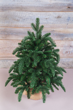 Ель Нормандия 60см в мешочке темно-зеленая Triumph Tree