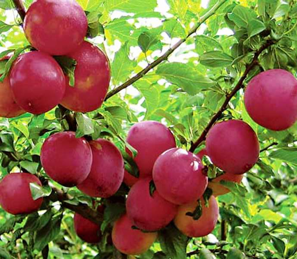 Алыча Шатер