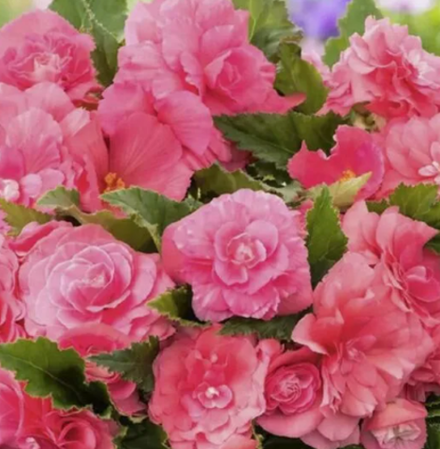 Бегония клубневая Нон Стоп Пинк март-апрель 26