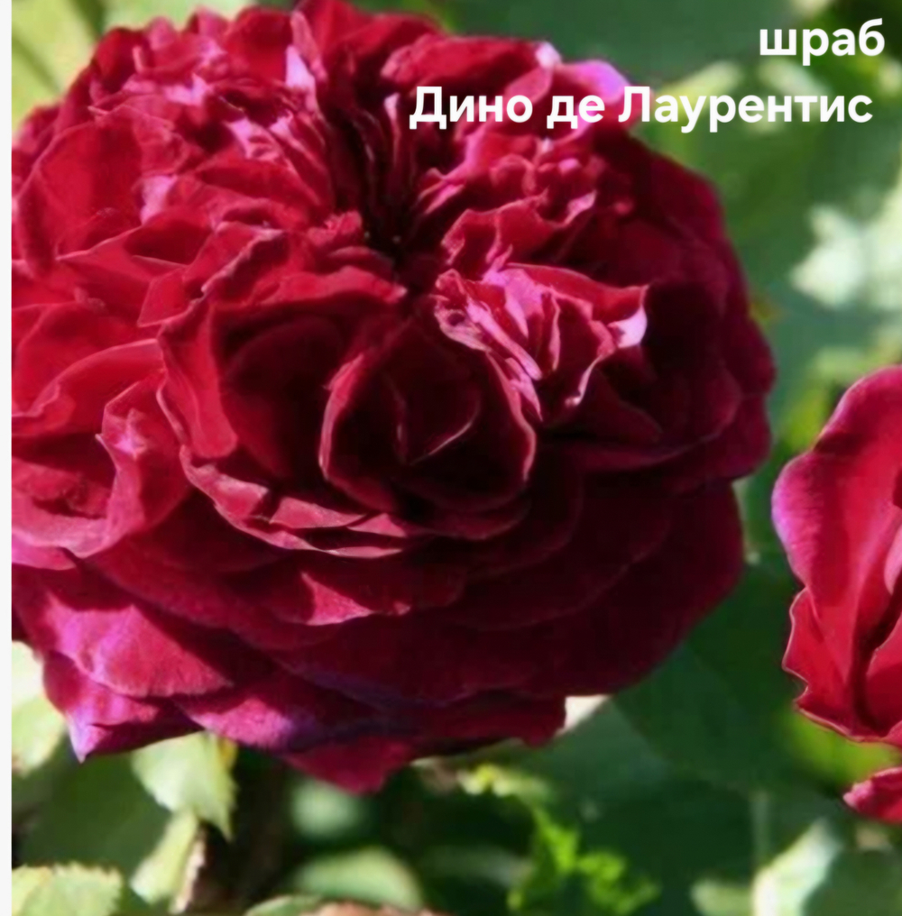Саженцы роз шраб ДИНО ДЕ ЛАУРЕНТИС