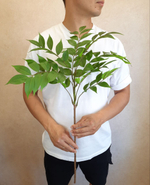 Акация / Арт 1015