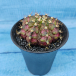 Gymnocalycium T-Rex Pink hybride (Гимнокалициум T-rex)