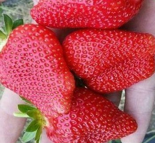 Роксана, среднего срока созревания