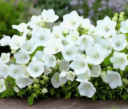 Колокольчик карпатский Рапидо Вайт рассада конец апреля 26