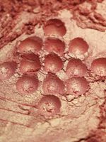 Премиум 8926 Золотой коралловый - перламутровый сухой краситель