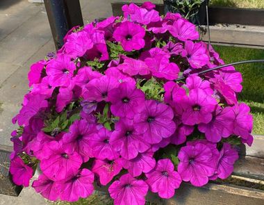 32497 Петуния RAY FUCHSIA (ВЕСНА 2025)