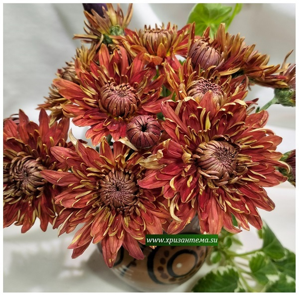 Хризантема садовая  корейская Клеопатра Красная  (отгрузка  Сентябрь)