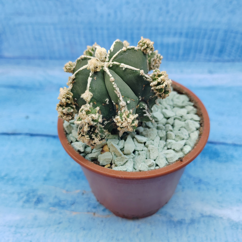 Astrophytum Myriostigma "Hakujo Fukuryu"  (Астрофитум)