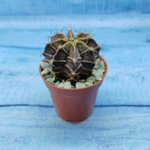Gymnocalycium Friedrichii (Гимнокалициум)
