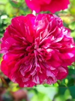 Роза флорибунда Константина Фреска