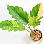 Филодендрон CARAMEL MARBLE 3-4 leaves