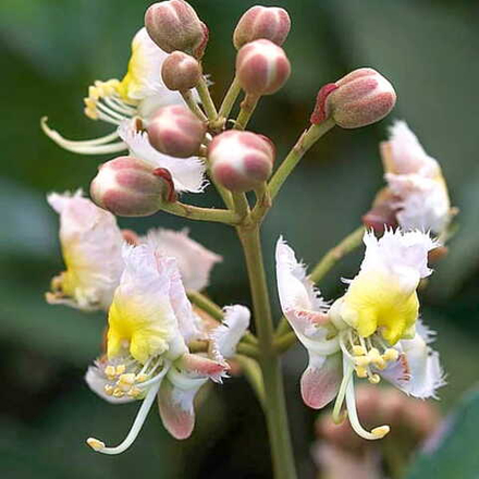 Хиптаж бенгальский