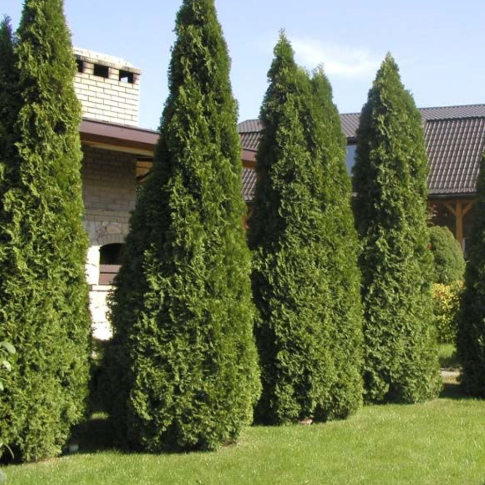 Туя западная Колумна (Columna)