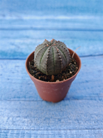 Euphorbia Obesa (Эуфорбия)