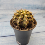Gymnocalycium T-Rex hybride (Гимнокалициум T-rex)