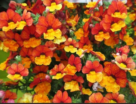 Немезия honey bicolour orange flame ОКС укорененный черенок. Под заказ