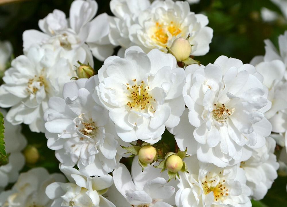 Гирлянд де Амур (Guirlande d'Amour)