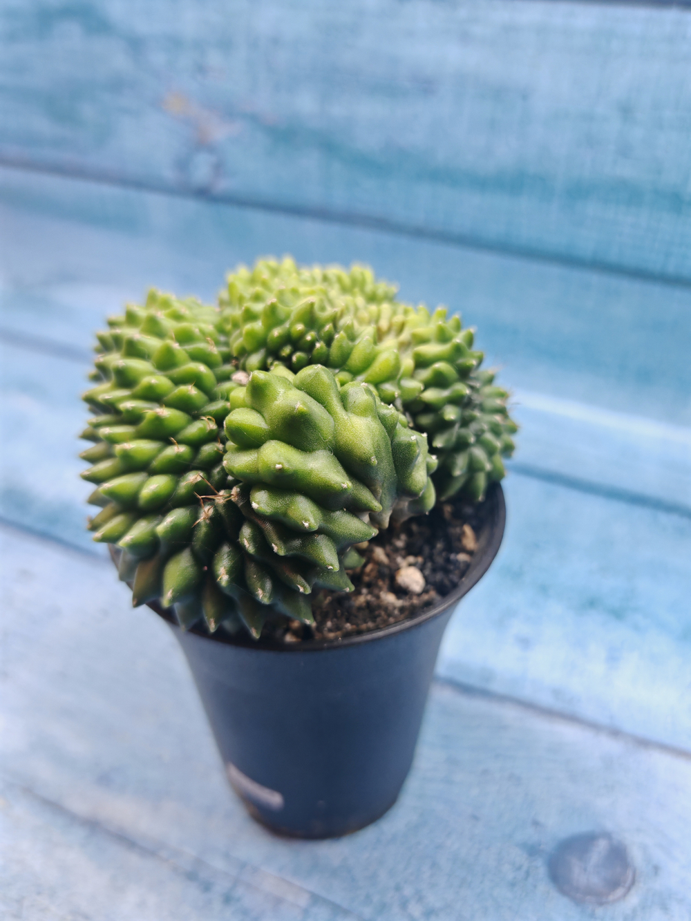 Gymnocalycium Spineless Crested form (Гимнокалициум Кристатный)