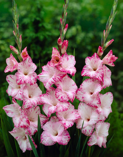 Гладиолус крупноцветковый  Май Лав