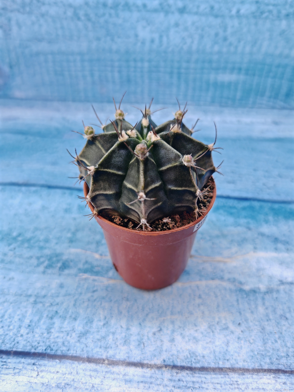 Gymnocalycium Friedrichii (Гимнокалициум)