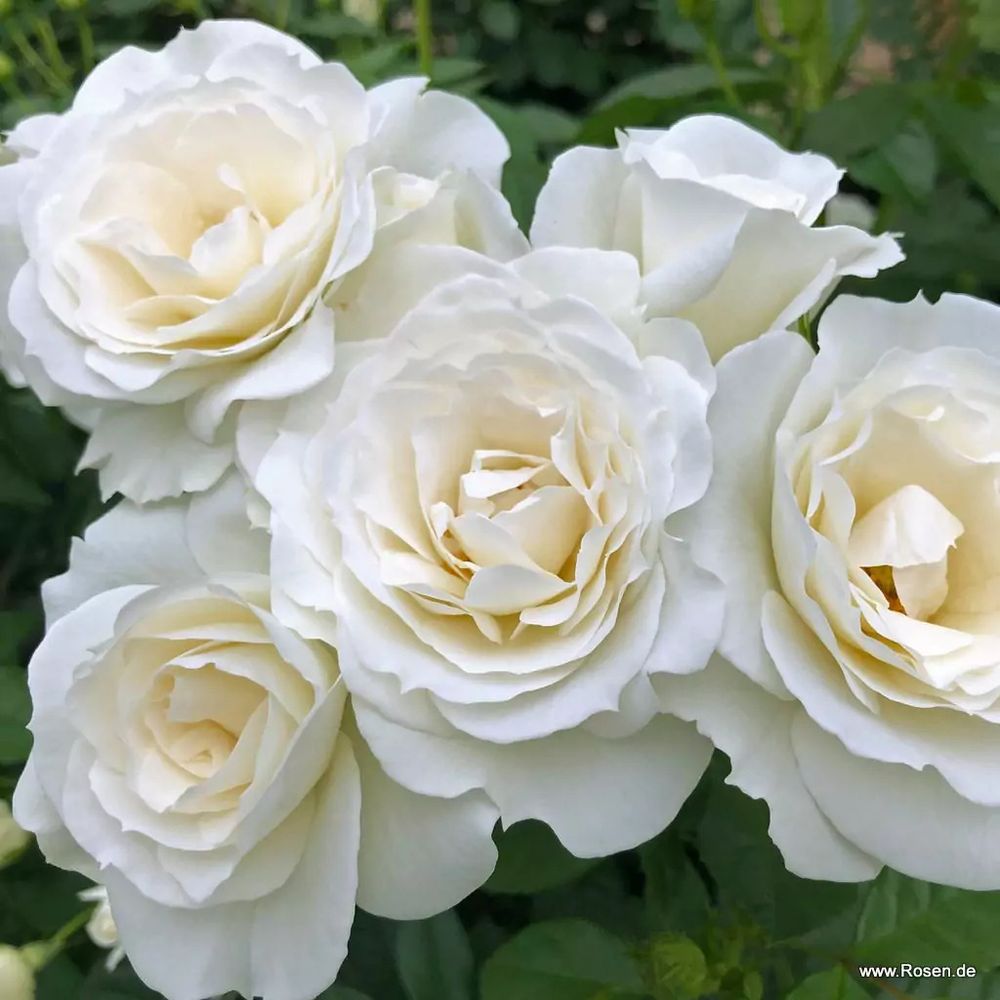 Бэби Шнеевитхен (Baby Schneewittchen)