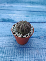 Суккулент Euphorbia Obesa (Эуфорбия)