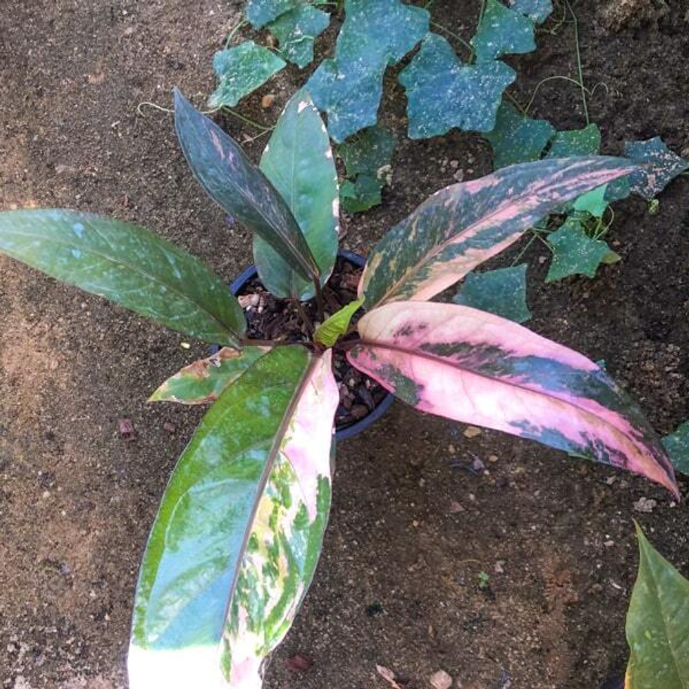 Антуриум PINK VAR MIX