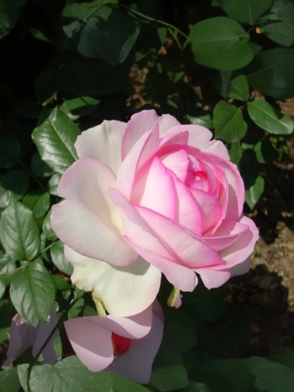 Роза грандифлора Оноре де Бальзак