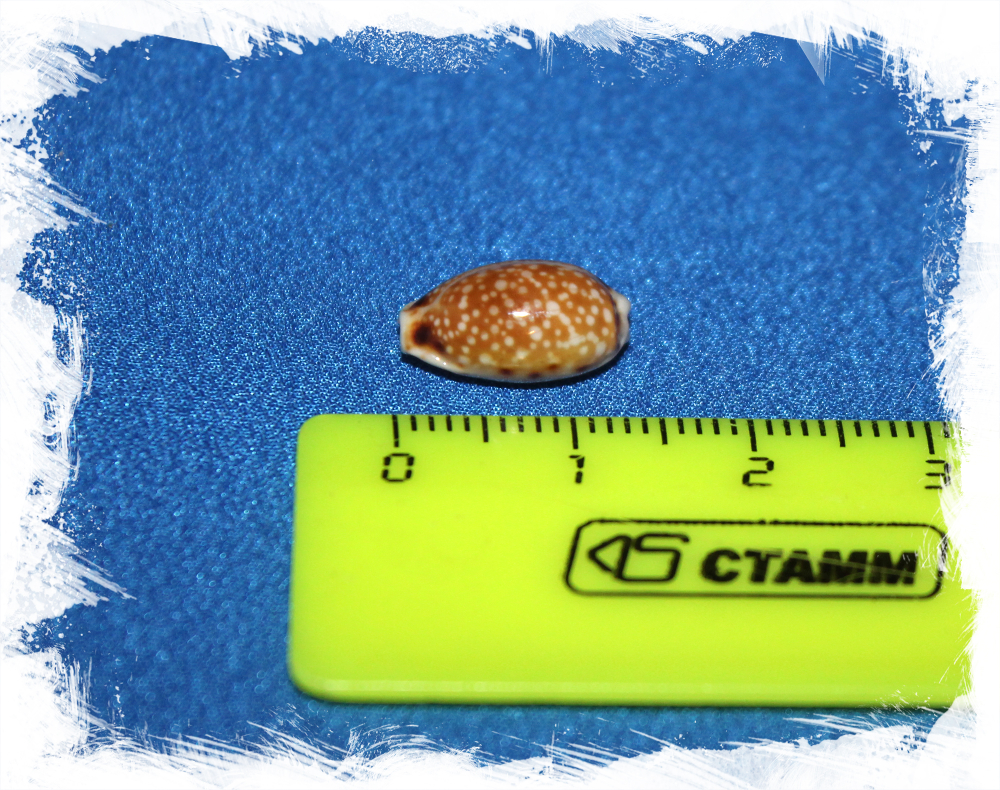 Cypraea labrolineata, Erosaria labrolineata