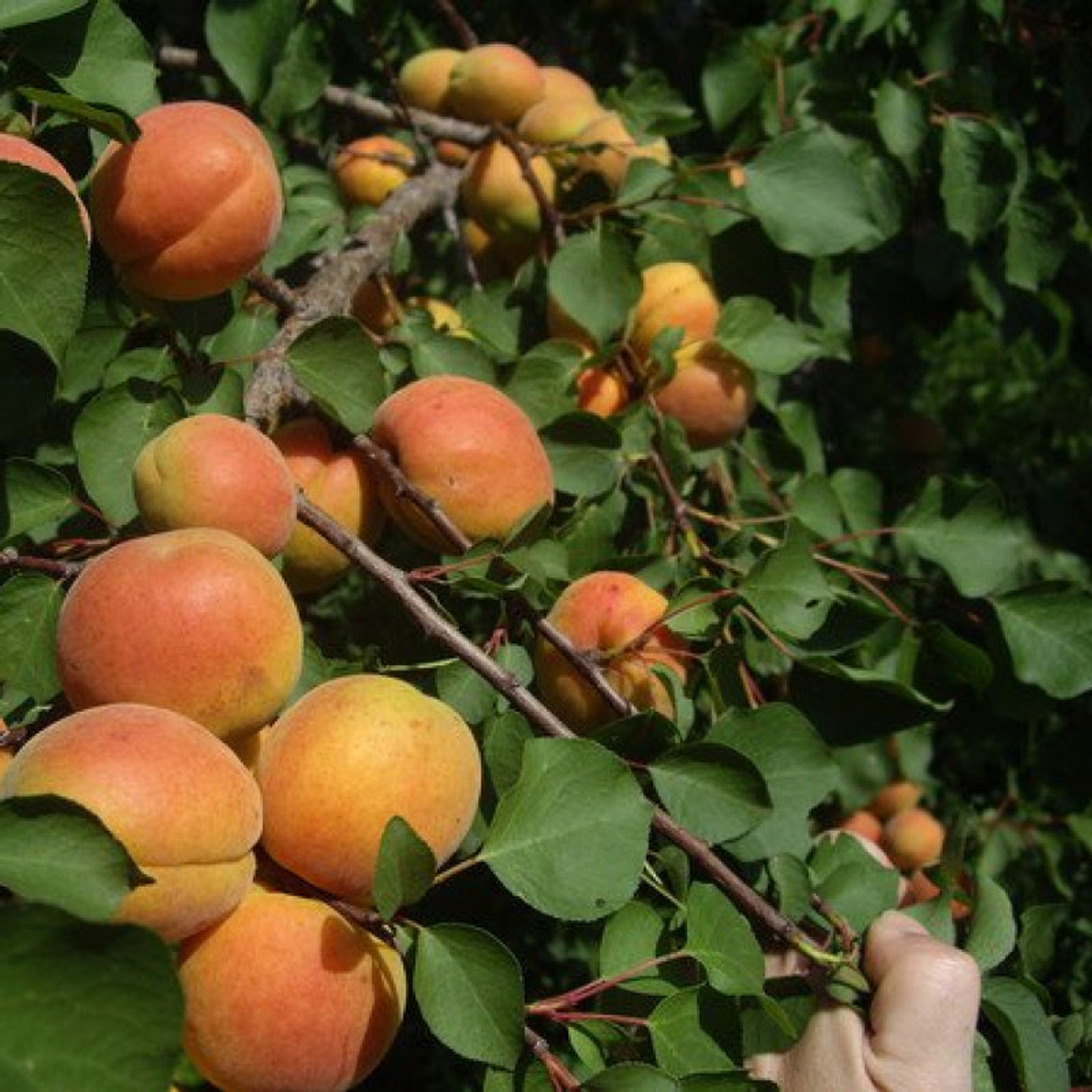 Абрикос Ульянихинский