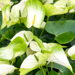 Антуриум Андре WHITE GREEN