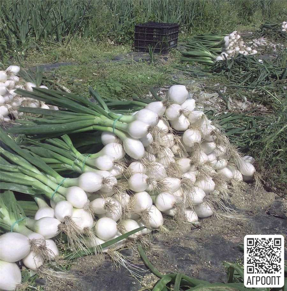 Айспёрл F1 семена лука репчатого (Bejo / Бейо) упаковка 250 тыс. шт. – фото 2