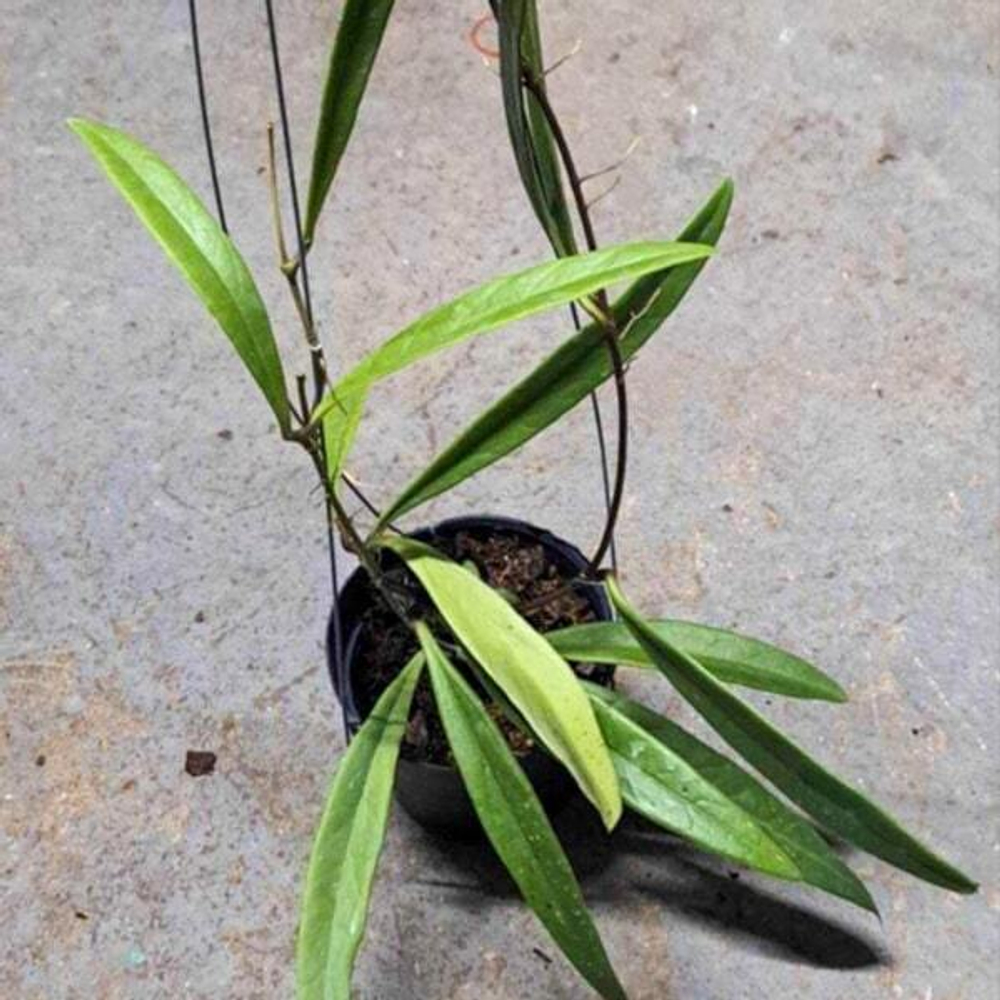 Хойя SULAWESIANA