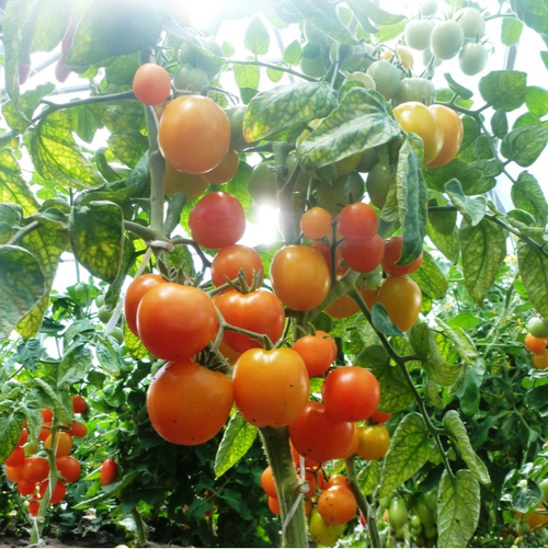 Помидоры — Ola Polka – Оля Полька