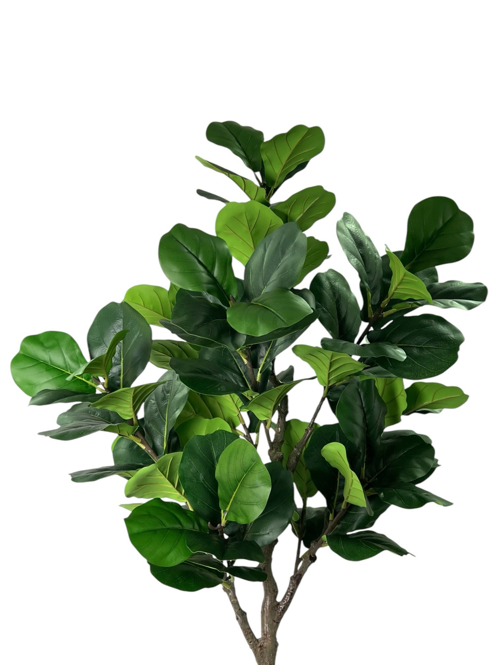 Фикус Лирата 160 см.