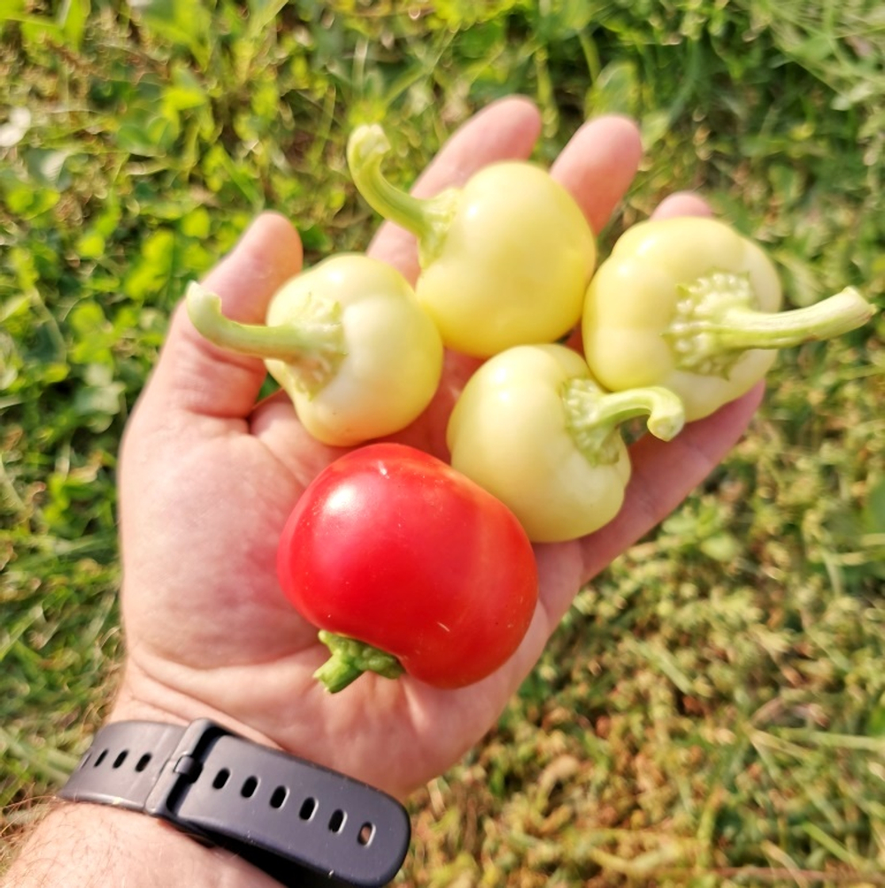 Перец Яблочный Онтара - Ontara Pepper