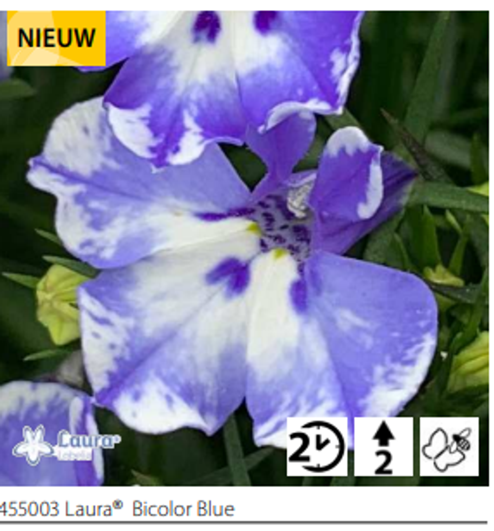 ЕВРО Лобелия Laura Bicolour Blue укорененный черенок ОКС февраль 26 Volmary