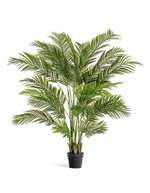 Пальма Арека Хризалидокарпус