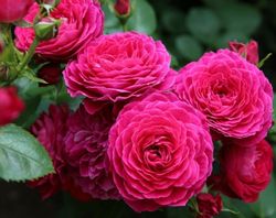 Доменде Сан Жанде Борегар (Domainese St Jean De Beauregard)